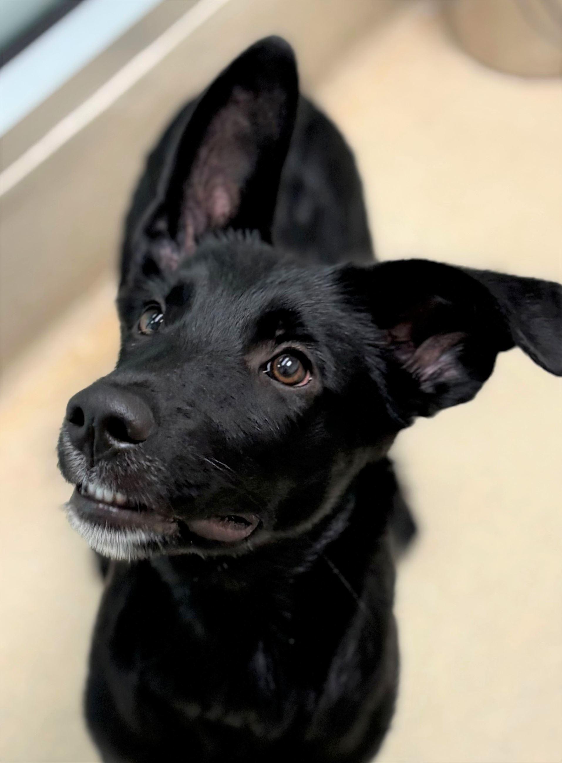 Utah, a ADOPTABLE mixed breed in Iowa City, IA image 2/2