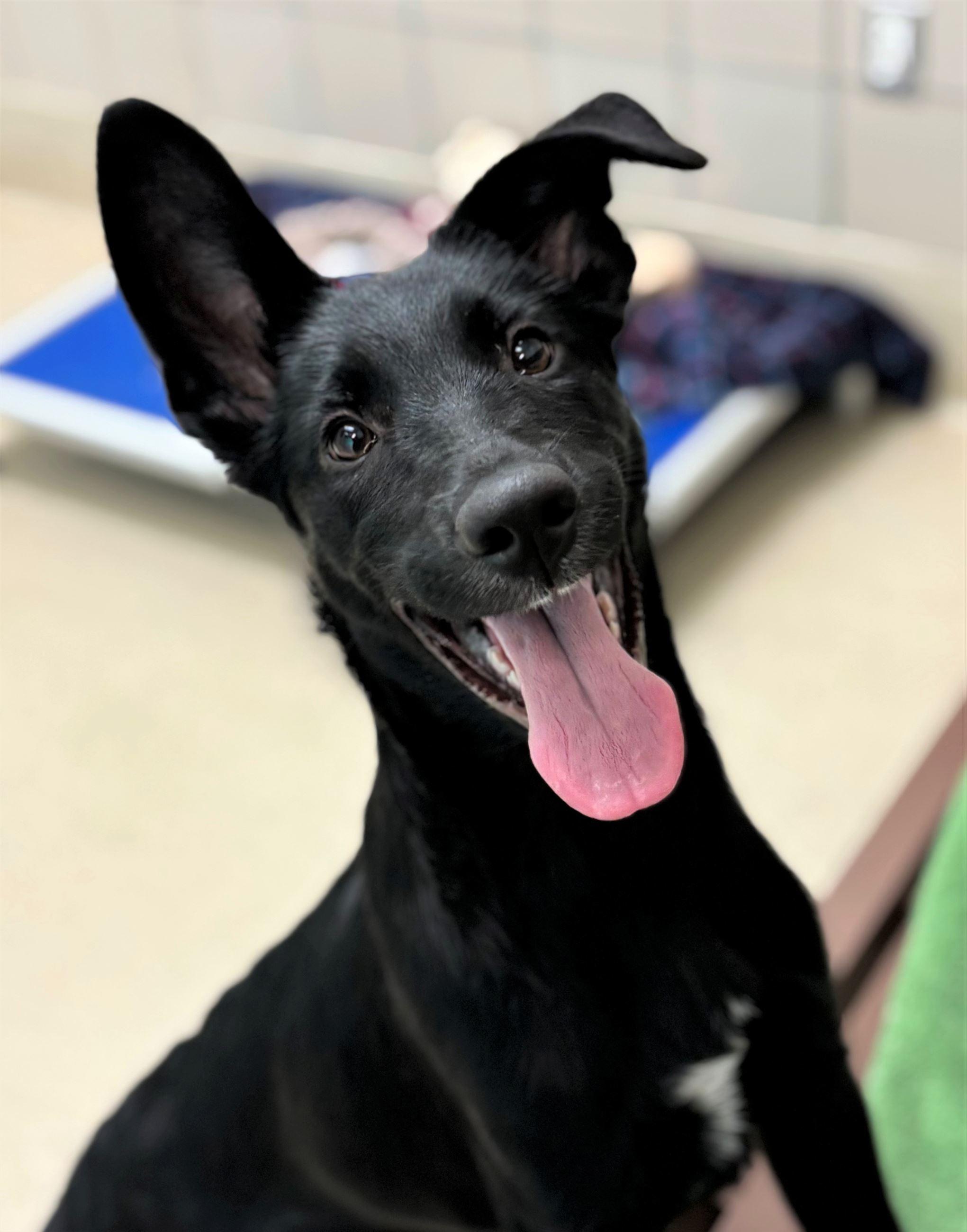 Utah, ADOPTABLE, Young Male German Shepherd Dog.