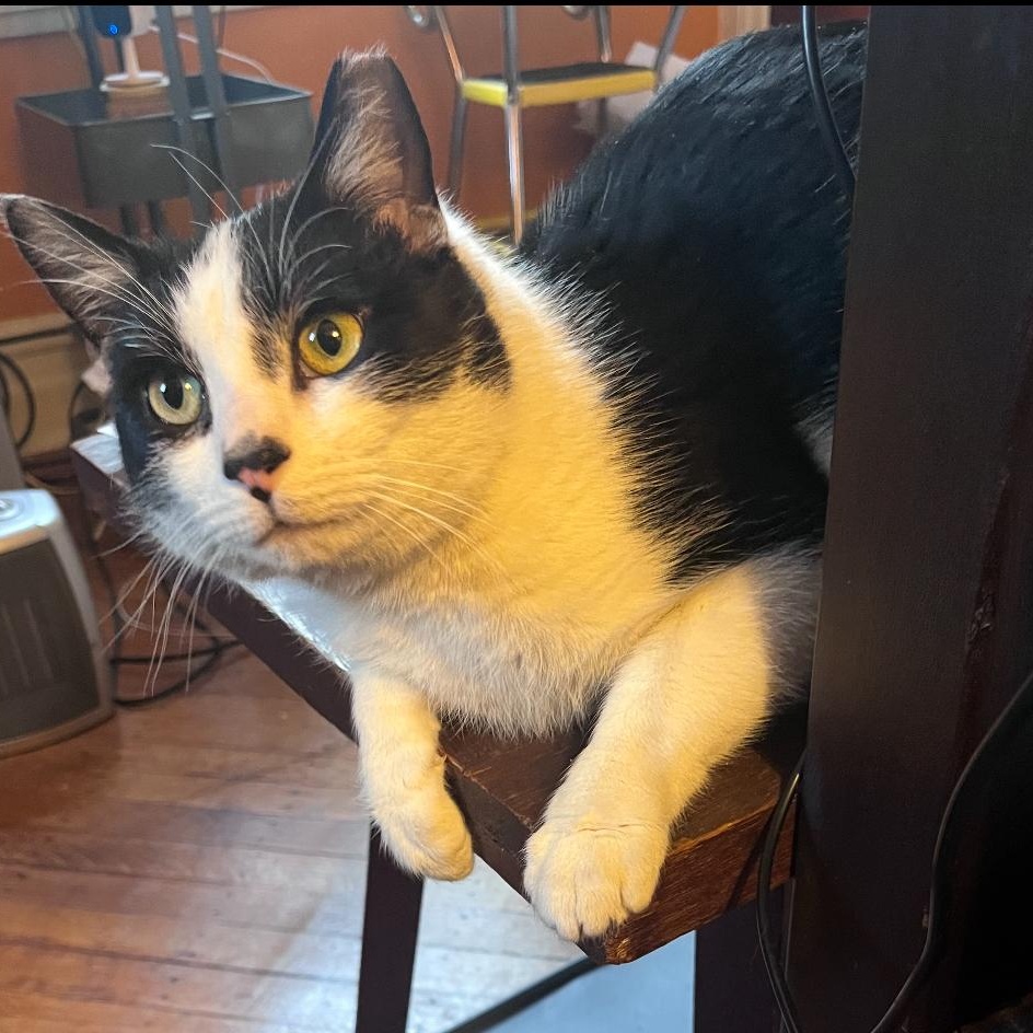 Jerry, Adult Male Domestic Short Hair