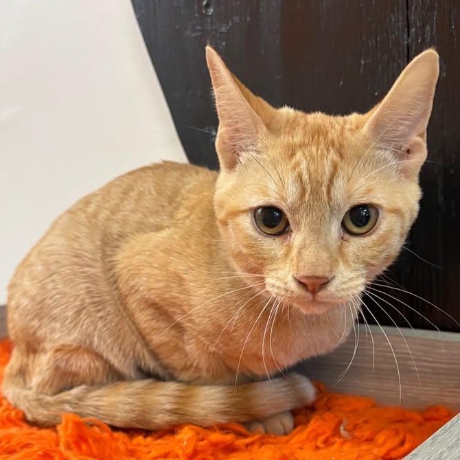 Daisy at Fat Cat Cafe, Adopted, Kitten Female Domestic Short Hair.