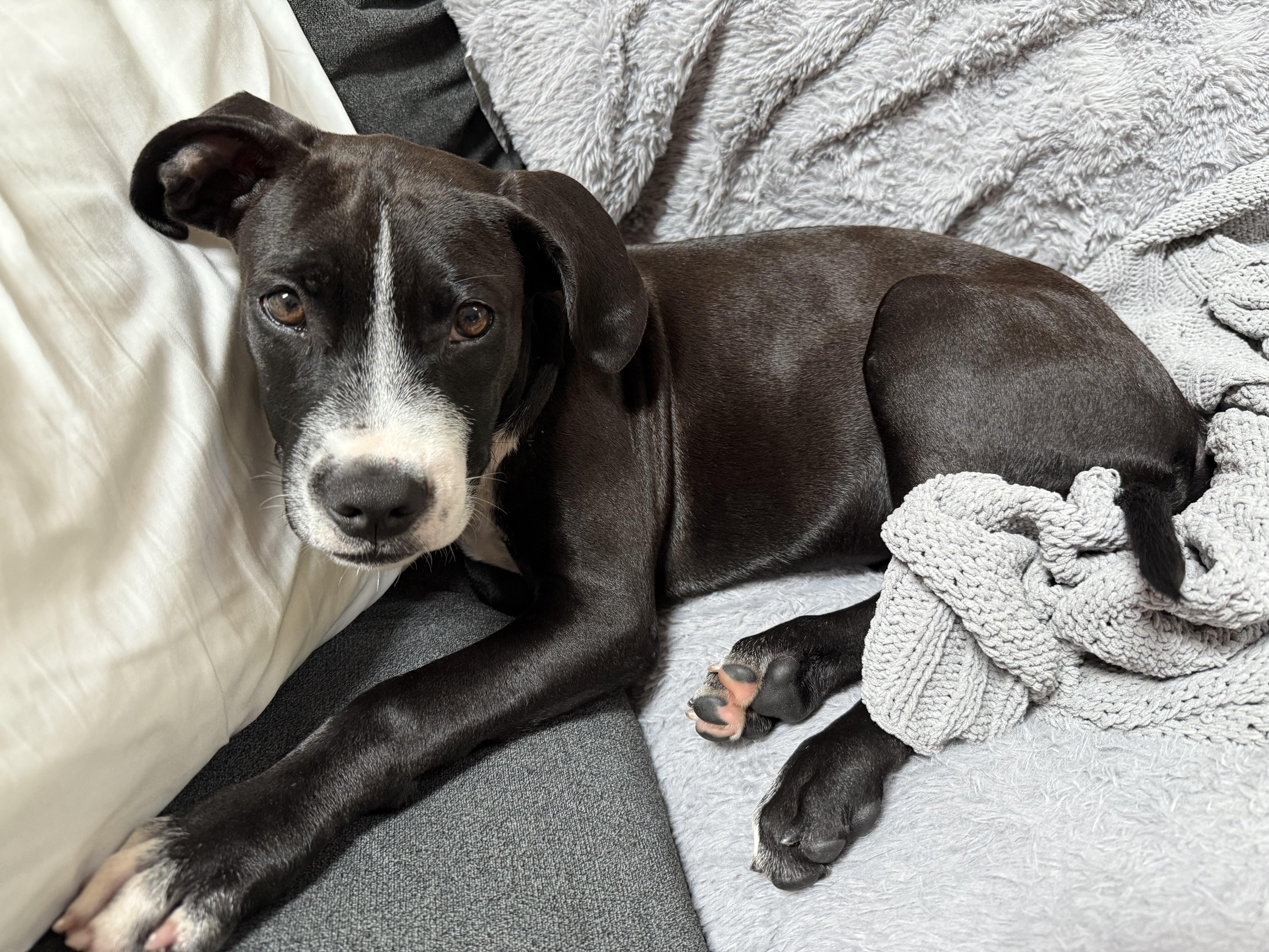 Grace, a Adoptable mixed breed image 1/5