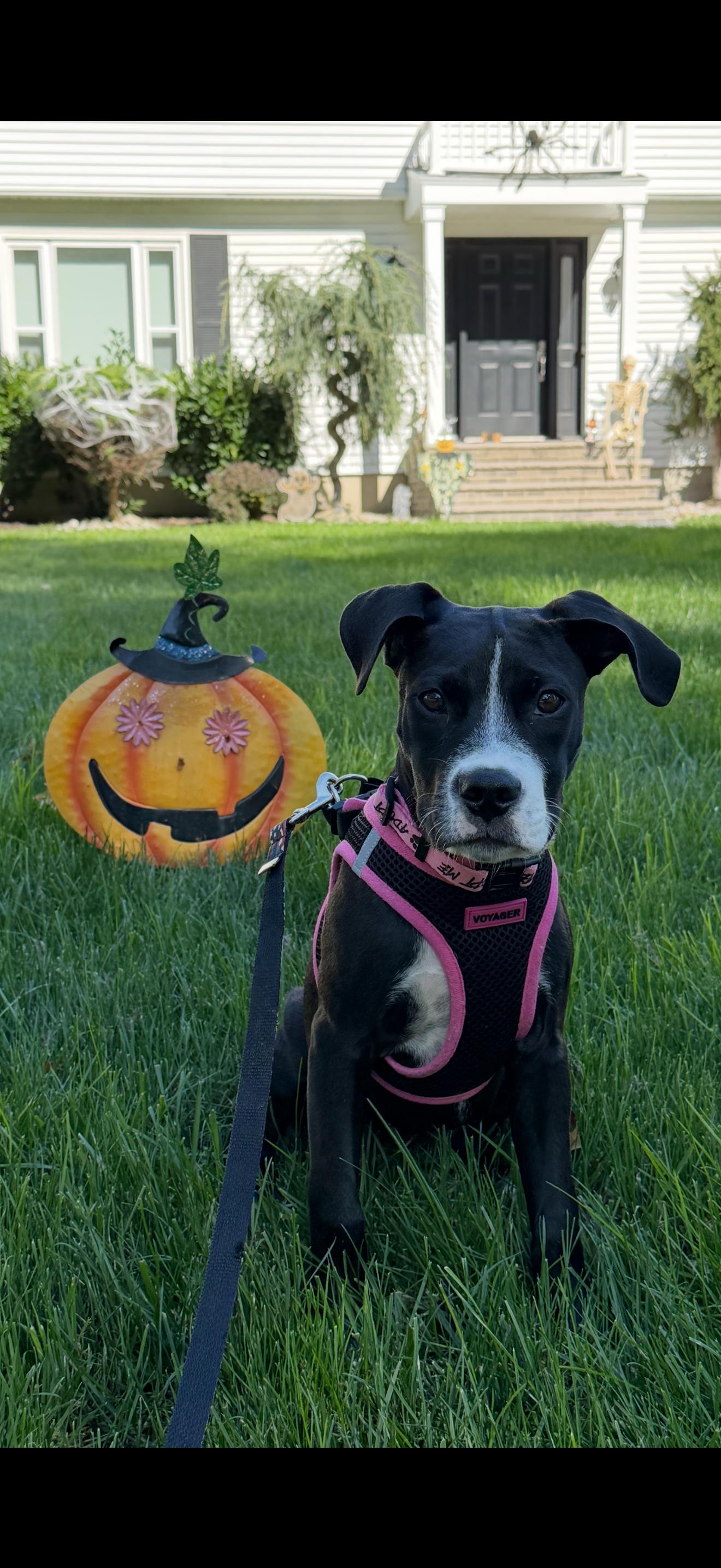 Grace, a Adoptable mixed breed image 2/5