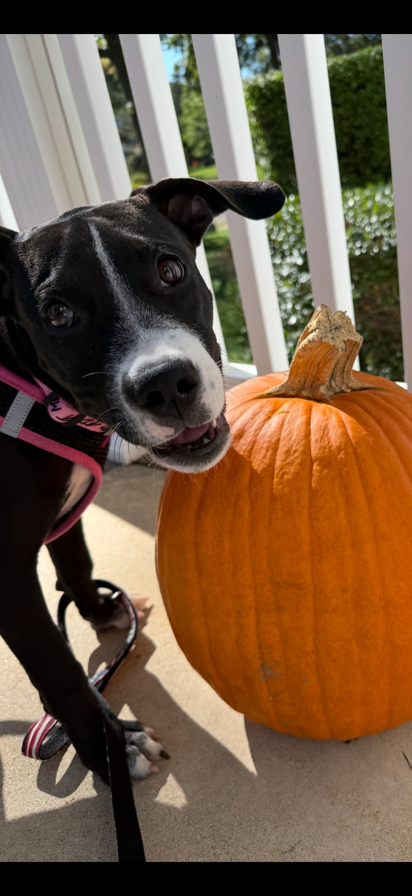 Grace, a Adoptable mixed breed image 3/5