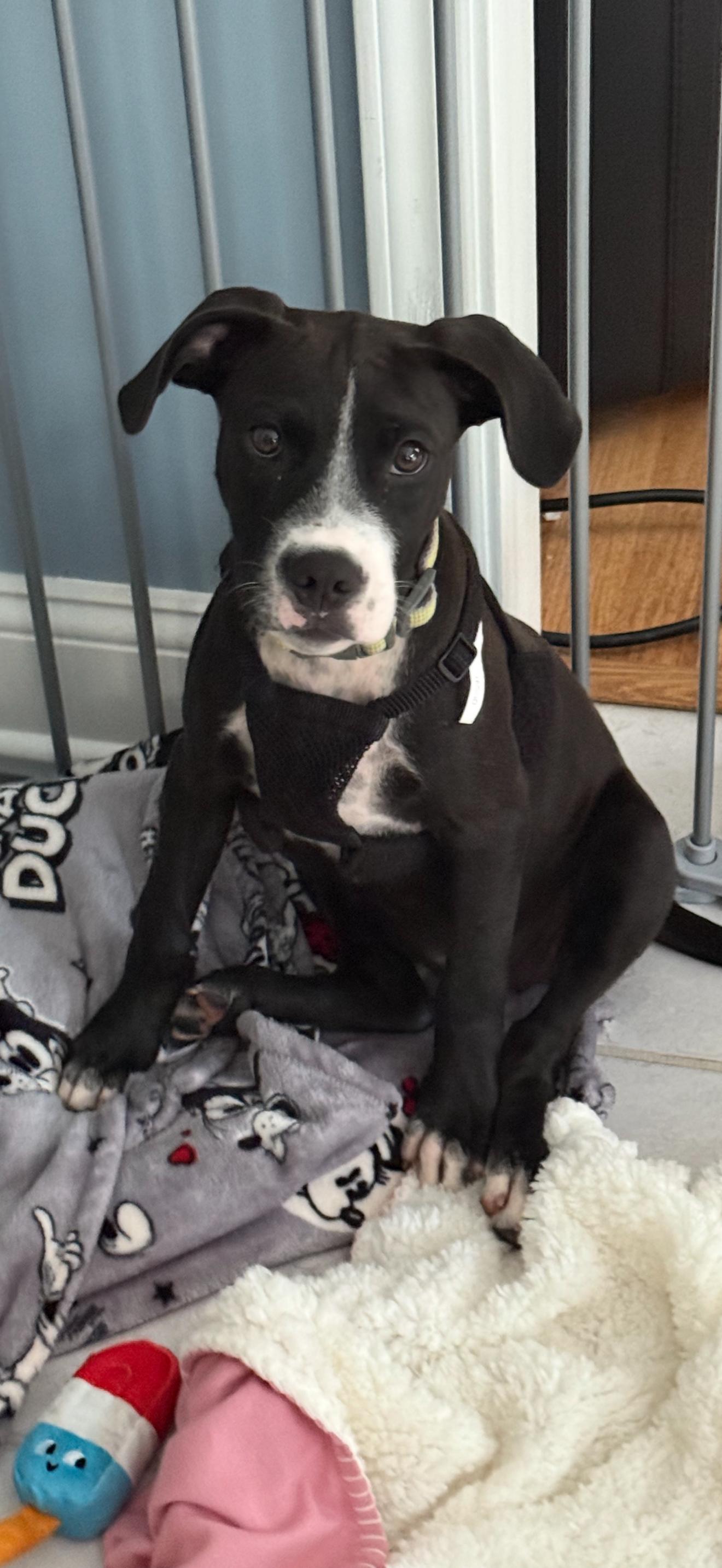 Grace, a Adoptable mixed breed image 4/5