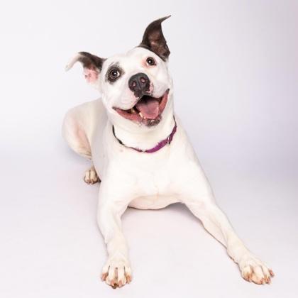 Gabi, ADOPTABLE, Senior Female Mixed Breed.