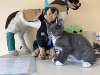 Enlarge Floss, a Adopted Domestic Short Hair in Brookings, SD image 2/2