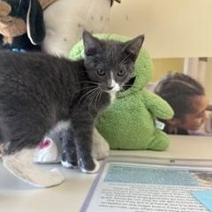 Floss, Adopted, Kitten Male Domestic Short Hair.