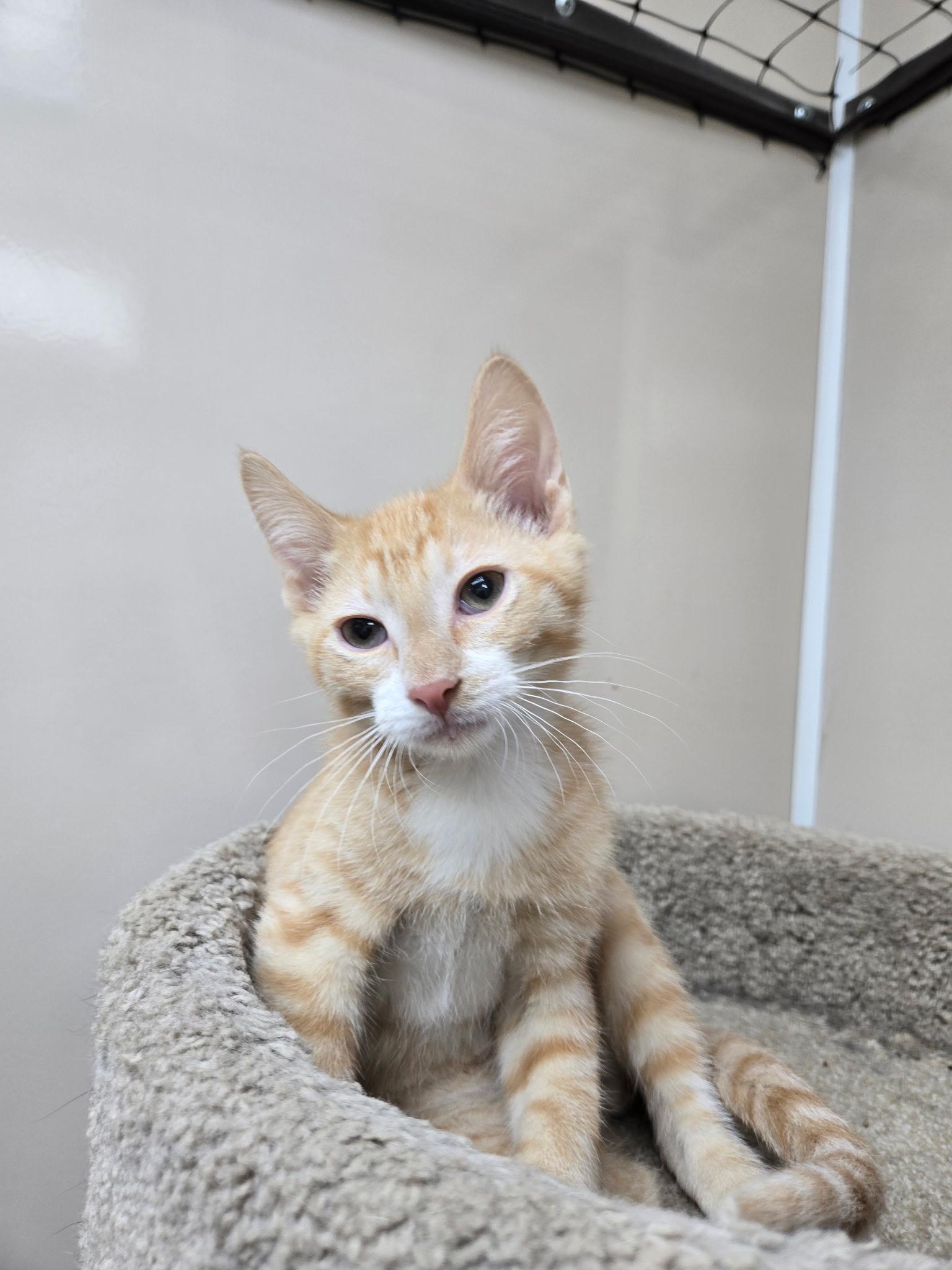 Chance, ADOPTABLE, Kitten Male Domestic Short Hair.