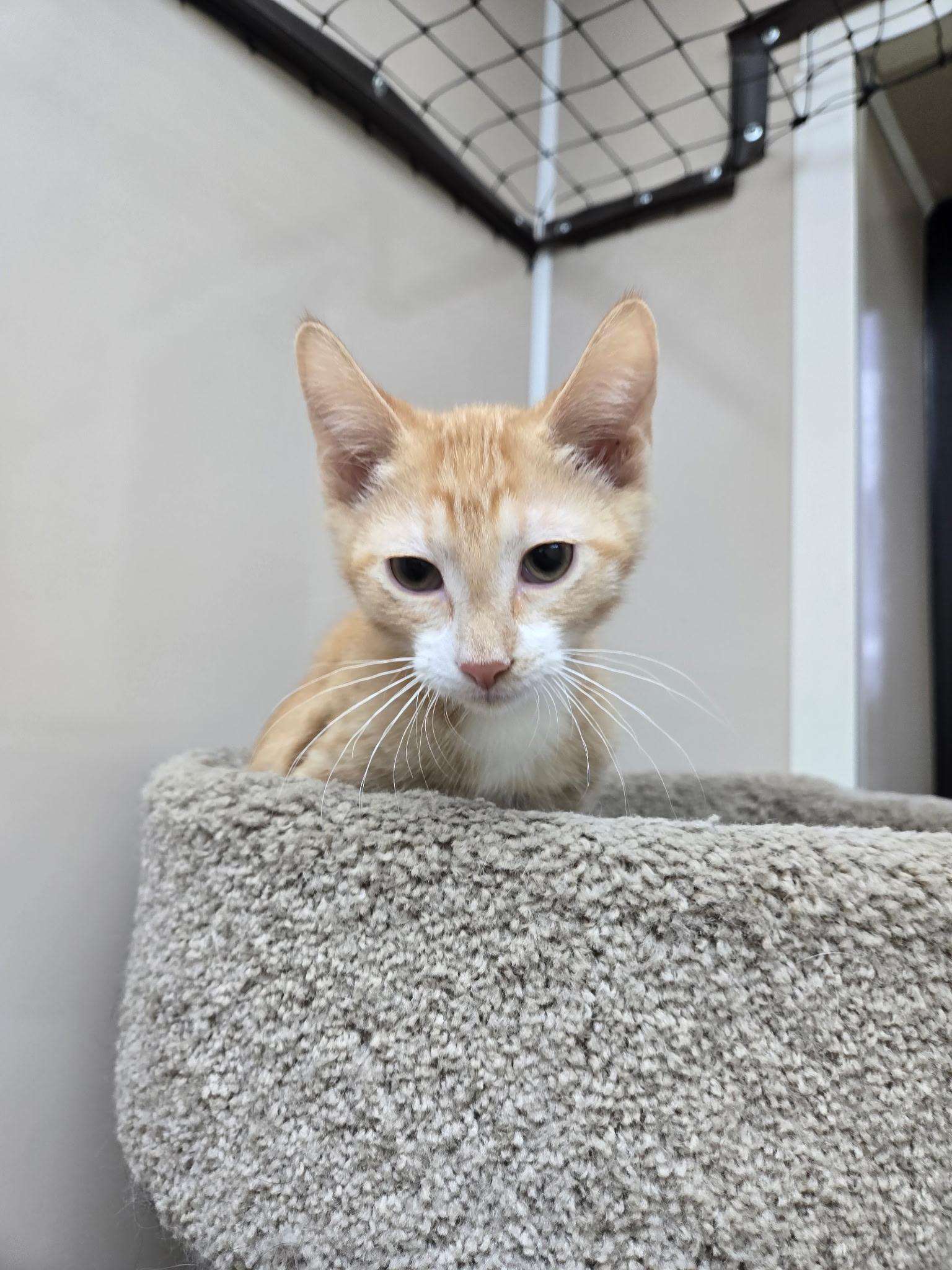Chance, a ADOPTABLE Domestic Short Hair in Tuttle, OK image 2/3