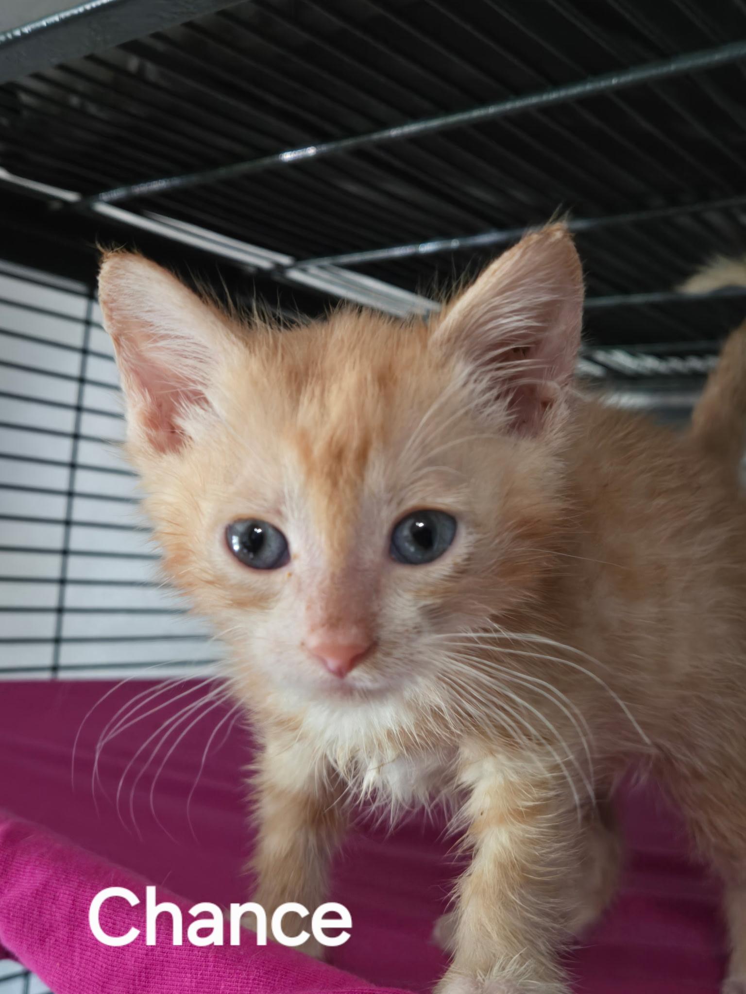 Chance, ADOPTABLE, Kitten Male Domestic Short Hair.