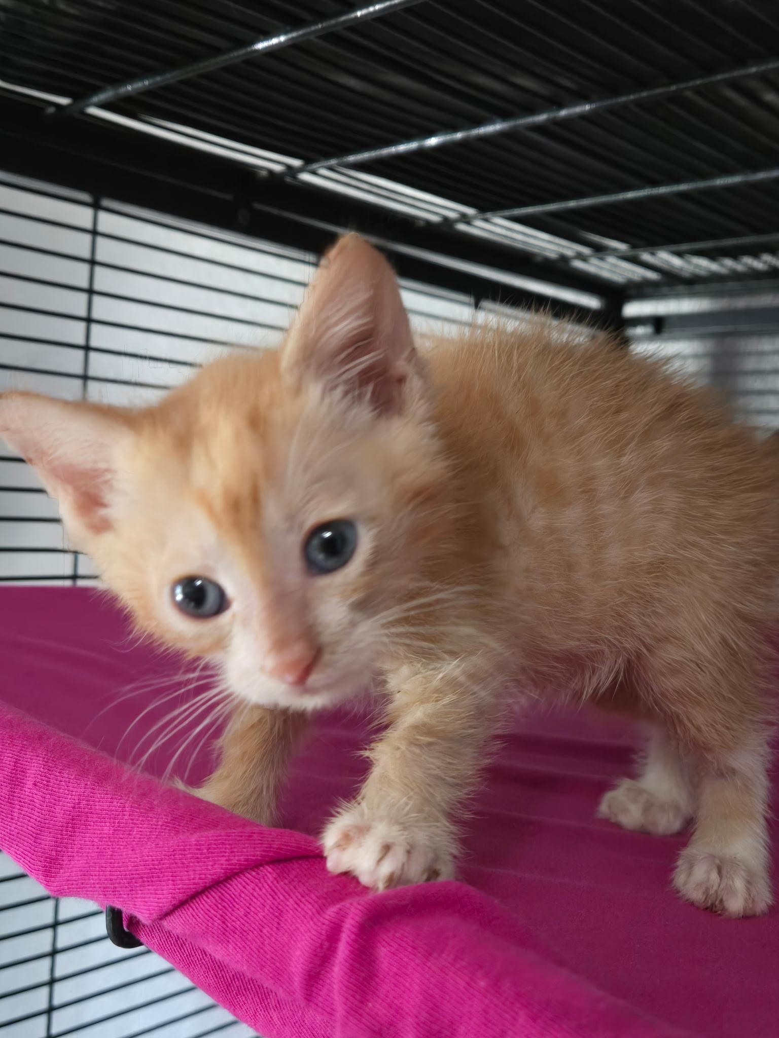 Chance, a ADOPTABLE Domestic Short Hair in Tuttle, OK image 3/3