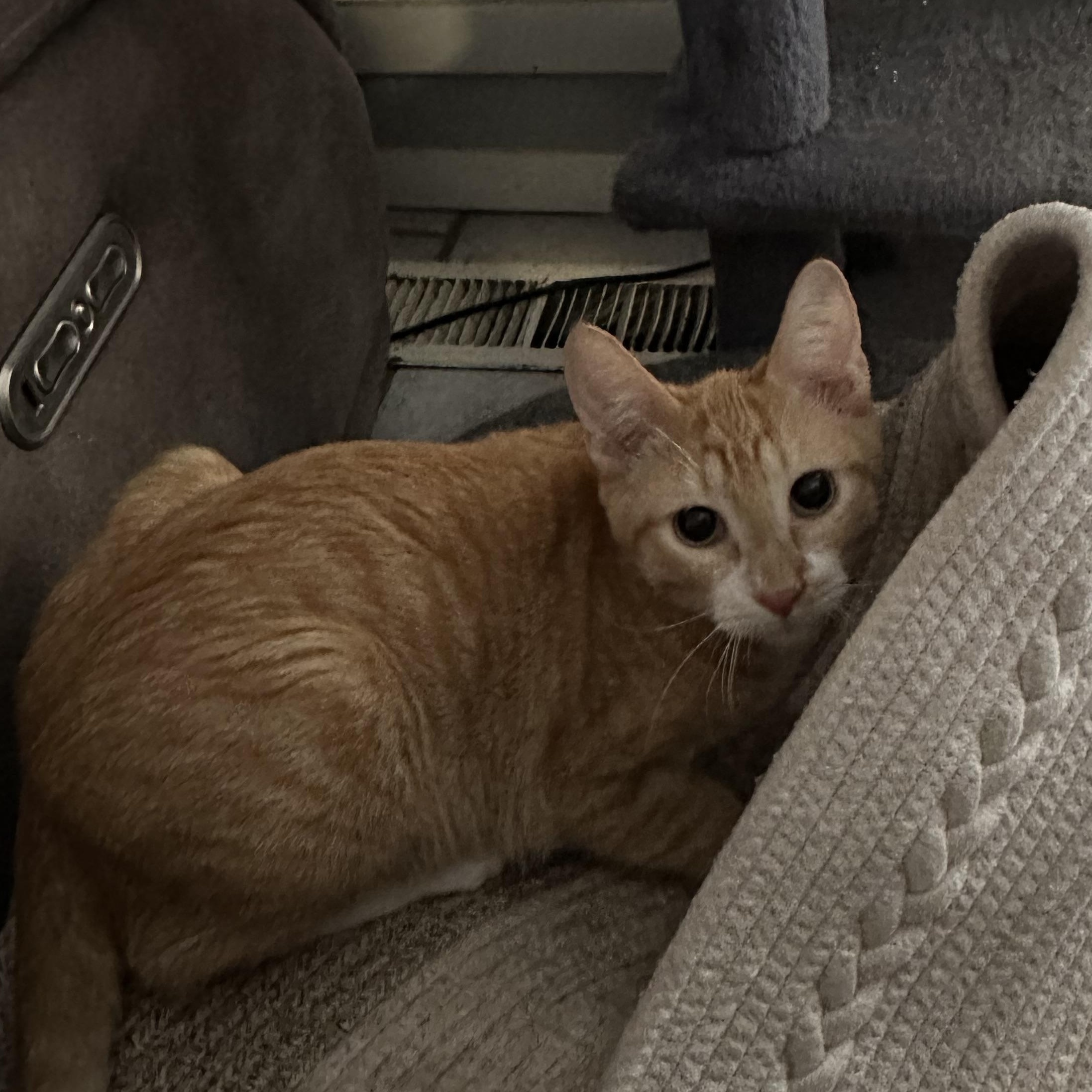 Chance, Adopted, Kitten Male Domestic Short Hair.