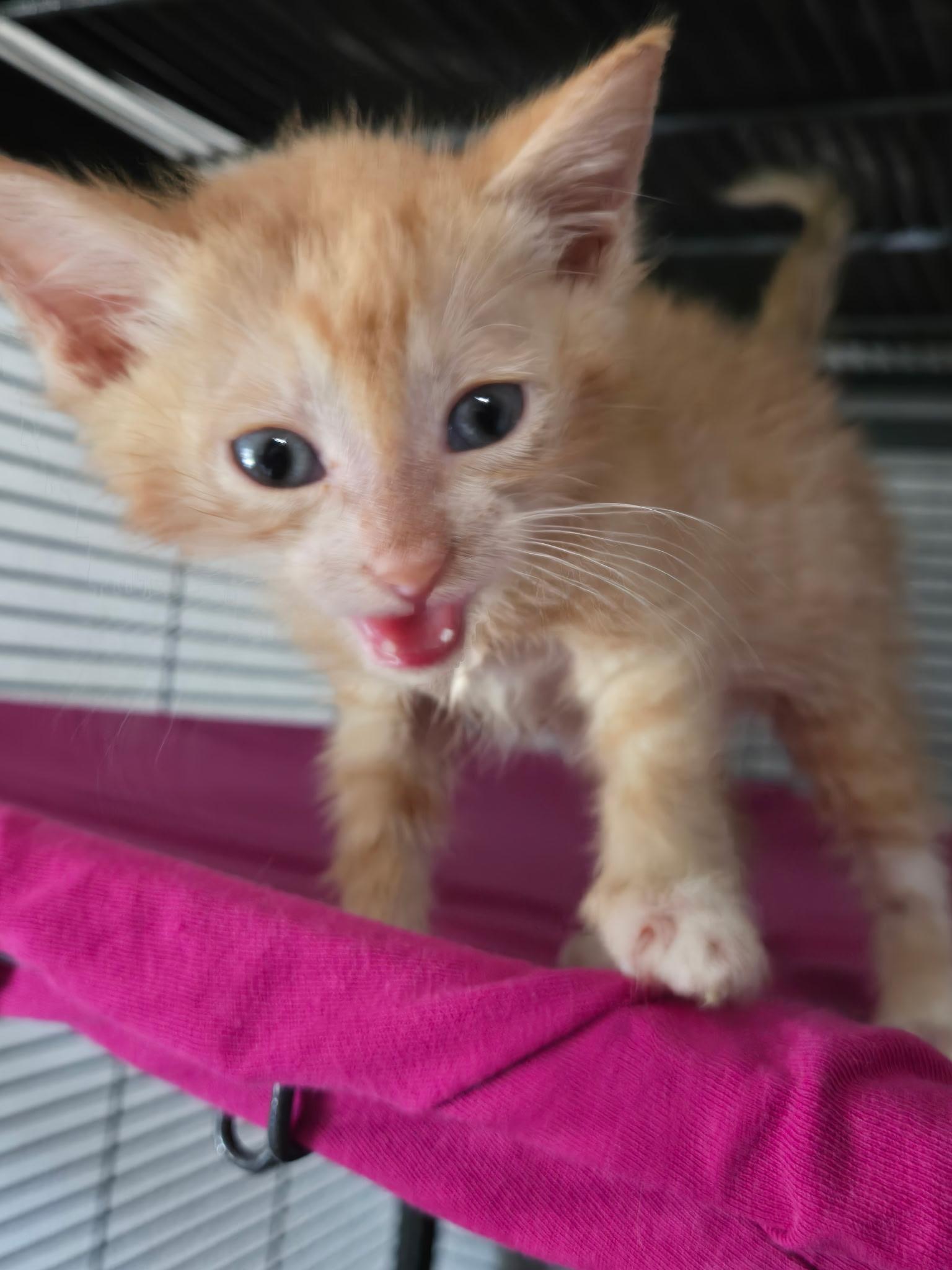 Chance, a ADOPTABLE Domestic Short Hair in Tuttle, OK image 2/3