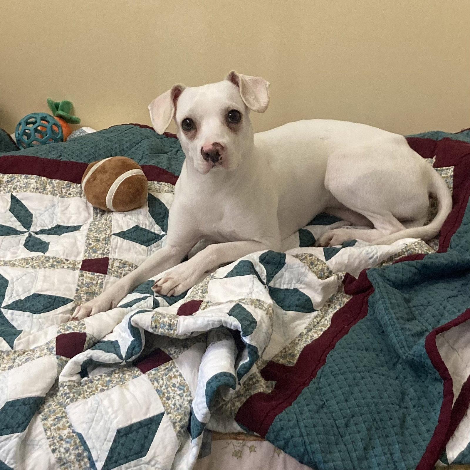 Enlarge Hubble, a Adopted mixed breed in Burlingame, CA image 2/3