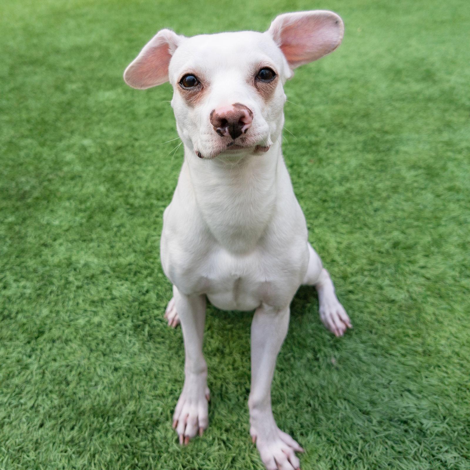 Enlarge Hubble, a Adopted mixed breed in Burlingame, CA image 3/3