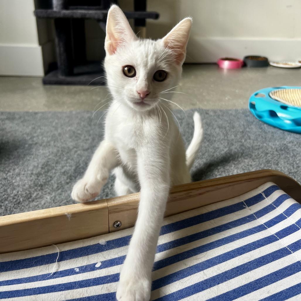 Fernanda, a Adoptable Domestic Medium Hair in Juno Beach, FL image 1/2