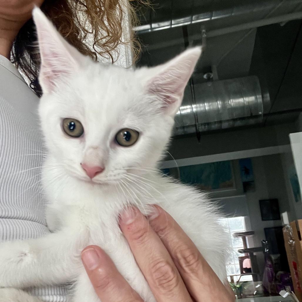 Fernanda, a Adoptable Domestic Medium Hair in Juno Beach, FL image 2/2