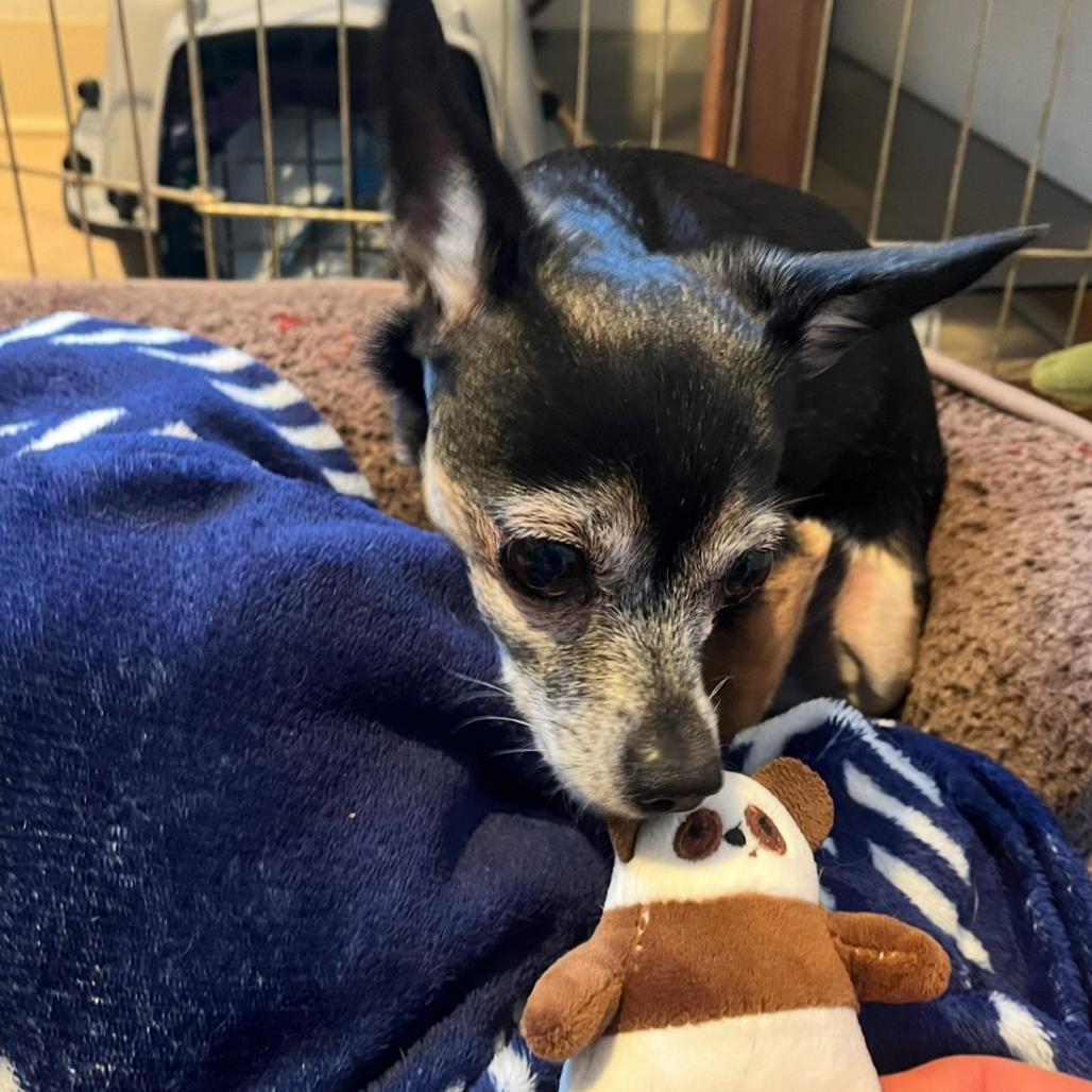 Tinkerbell, Adoptable, Senior Female Chihuahua.