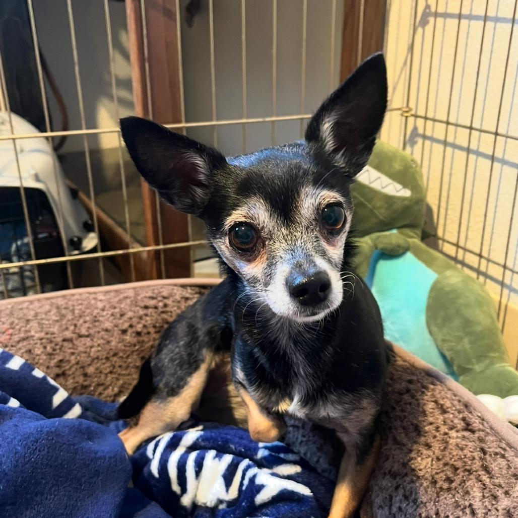 Enlarge Tinkerbell, a Adoptable Chihuahua in Port Angeles, WA image 2/2