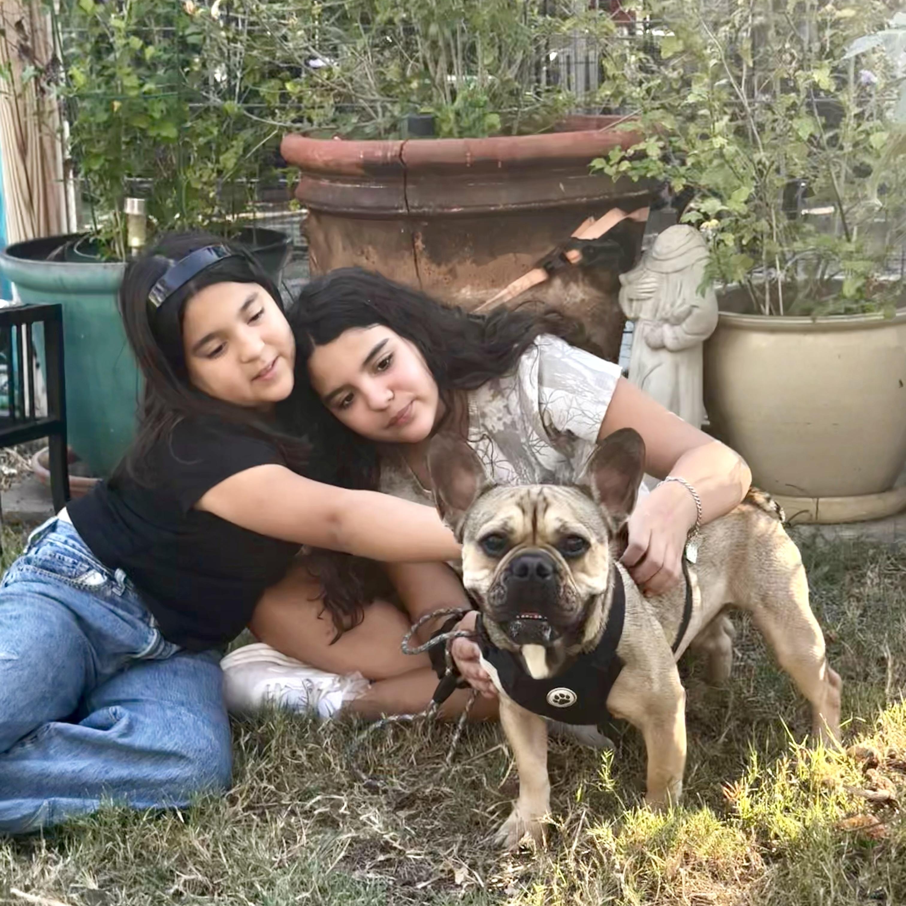 Enlarge Asher the Gentleman FRENCHIE, a Adoptable French Bulldog in Lockhart, TX image 3/5