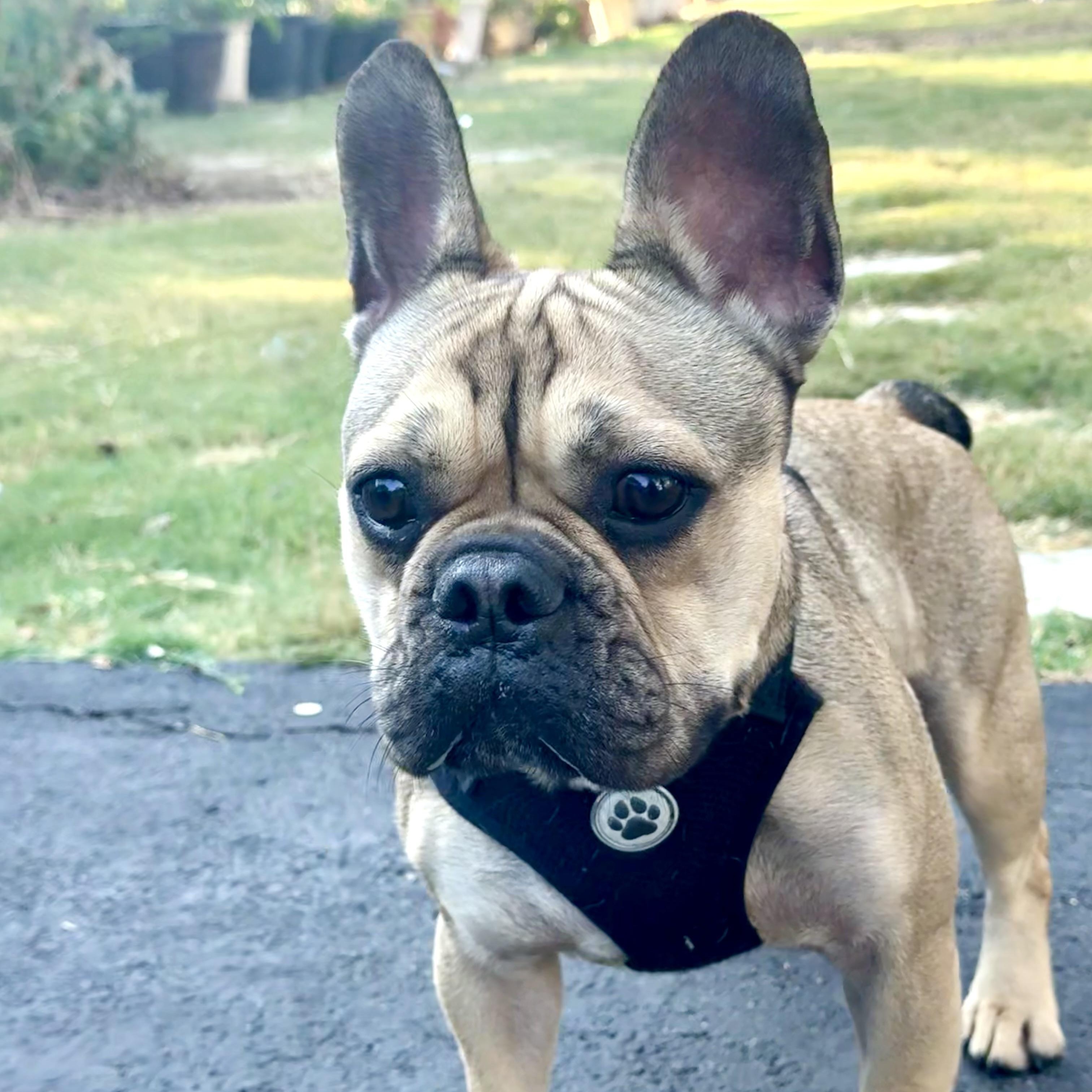 Enlarge Asher the Gentleman FRENCHIE, a Adoptable French Bulldog in Lockhart, TX image 5/5