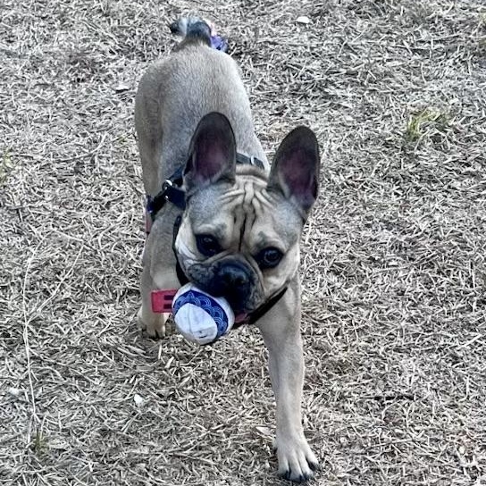 Enlarge Asher the Gentleman FRENCHIE, a Adoptable French Bulldog in Lockhart, TX image 2/5