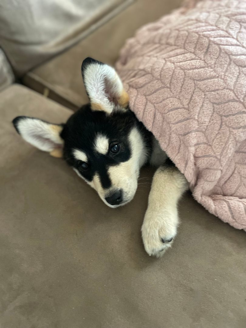 Luna, Adopted, Puppy Female Husky.