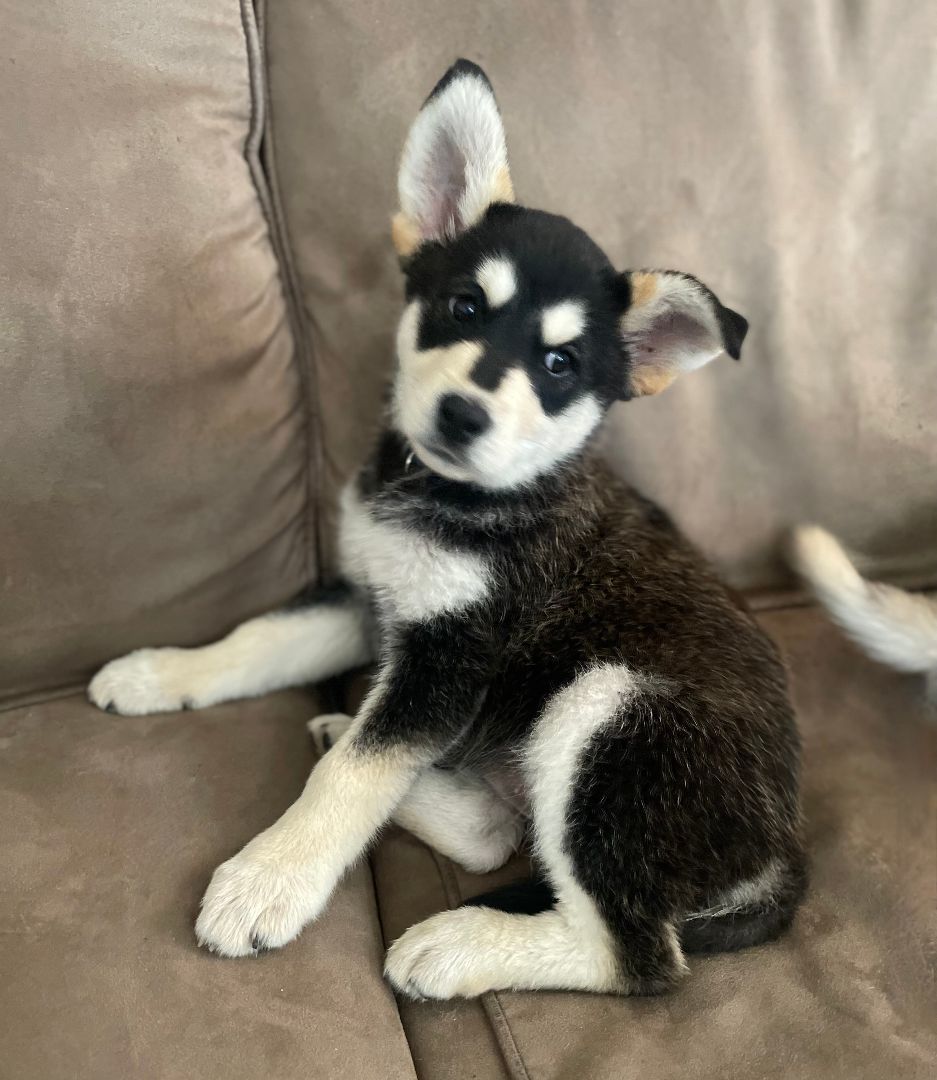 Luna, Adopted, Puppy Female Husky.