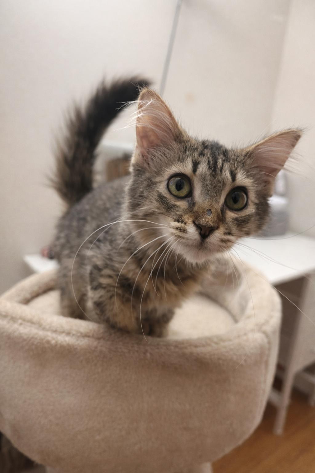 Enlarge Lilly =^.^=, an adopted Domestic Medium Hair in Jacksonville, FL image 4/5