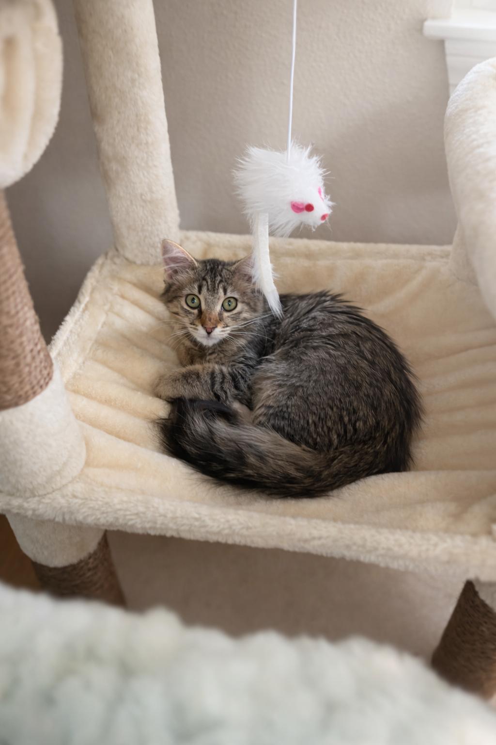 Enlarge Lilly =^.^=, an adopted Domestic Medium Hair in Jacksonville, FL image 5/5