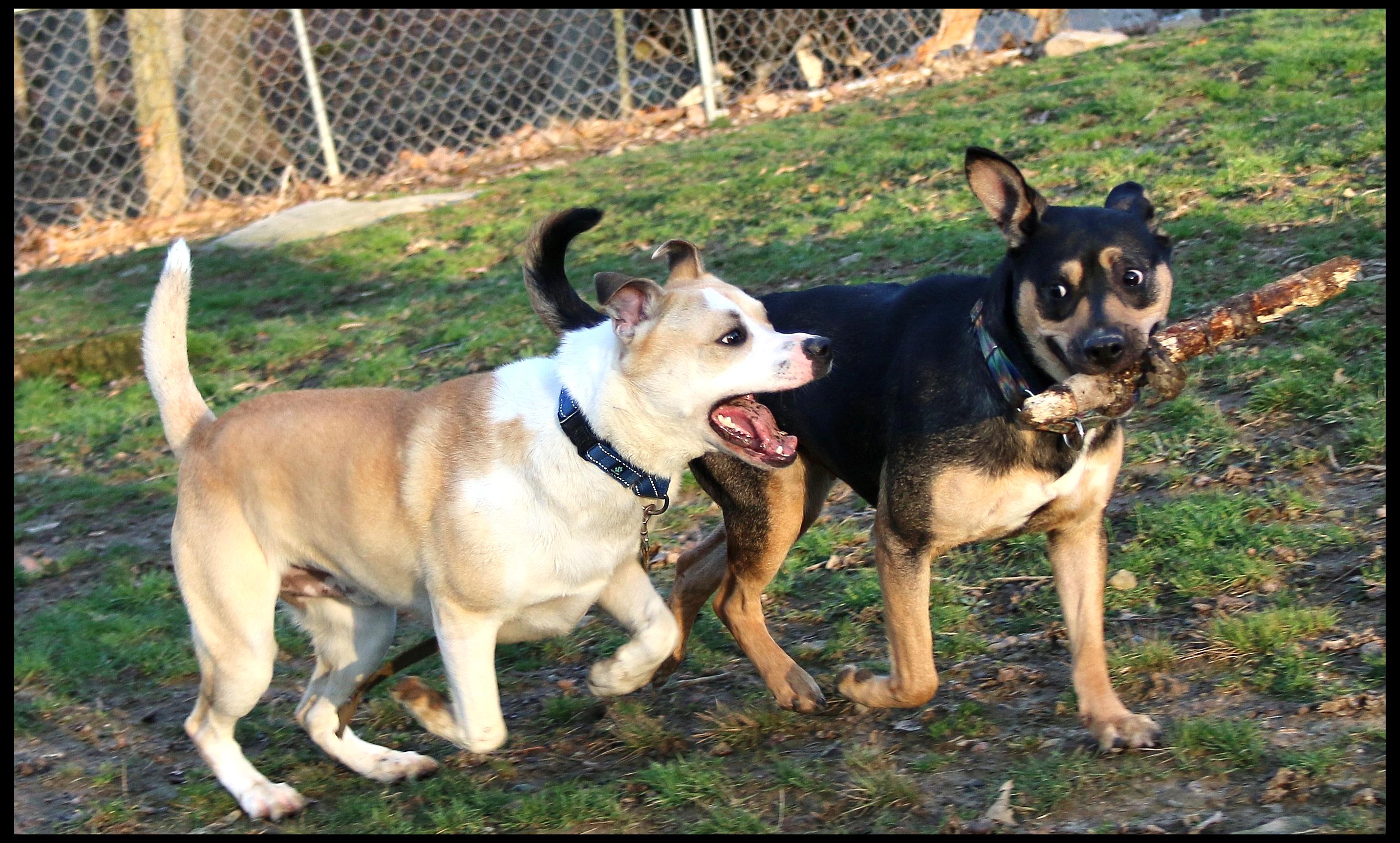 Enlarge Pup Pup, a ADOPTABLE Mixed Breed in Shippenville, PA image 5/6