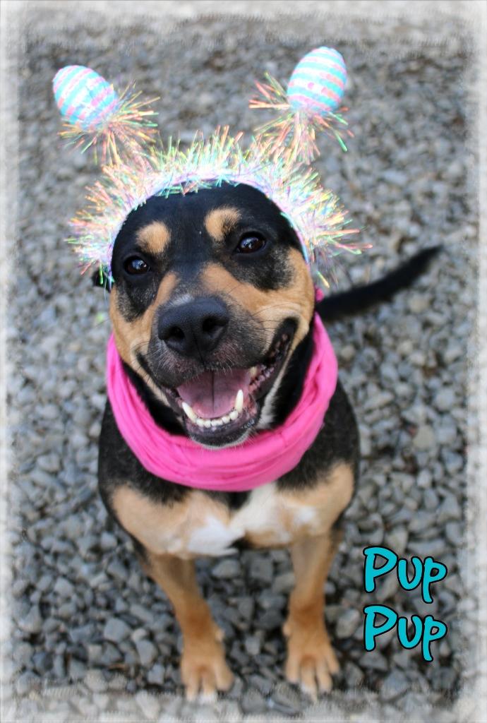 Enlarge Pup Pup, a ADOPTABLE Mixed Breed in Shippenville, PA image 1/6