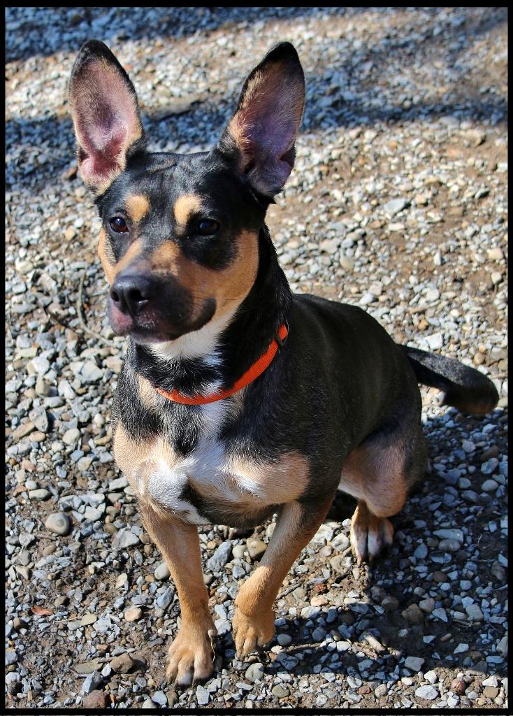 Enlarge Pup Pup, a ADOPTABLE Mixed Breed in Shippenville, PA image 6/6