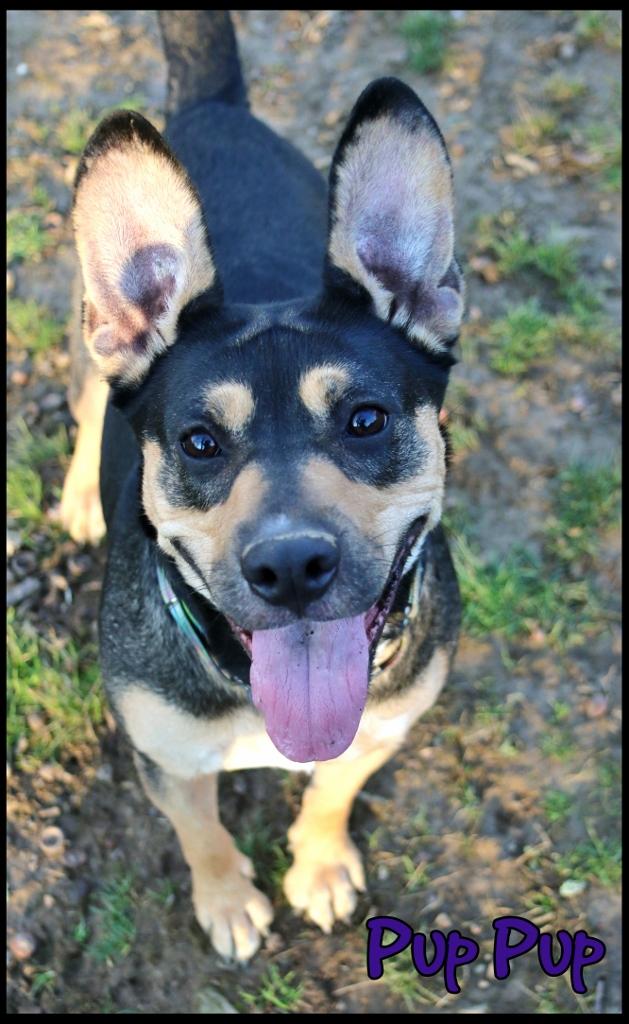 Enlarge Pup Pup, a ADOPTABLE Mixed Breed in Shippenville, PA image 2/6