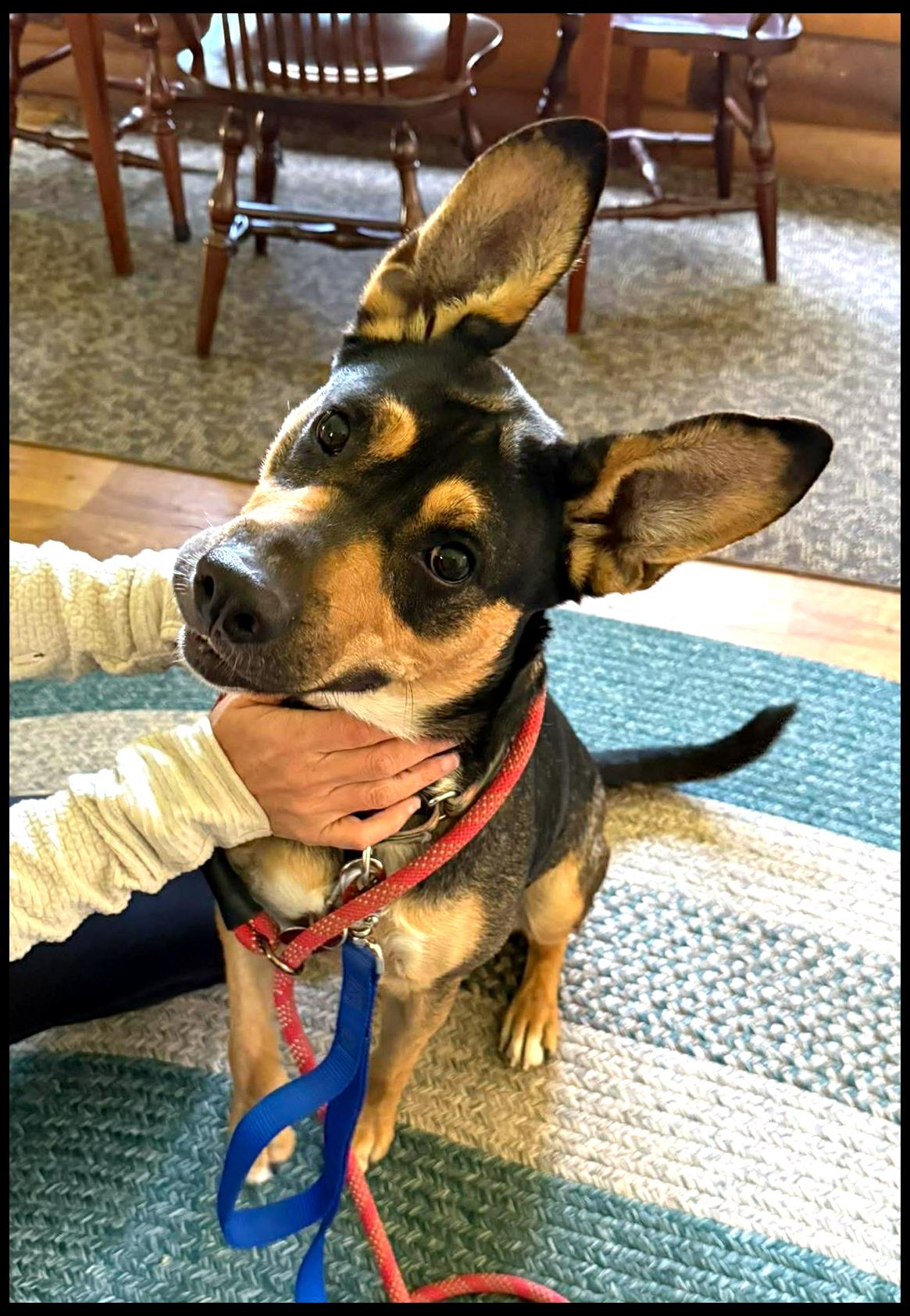 Enlarge Pup Pup, a ADOPTABLE Mixed Breed in Shippenville, PA image 5/6