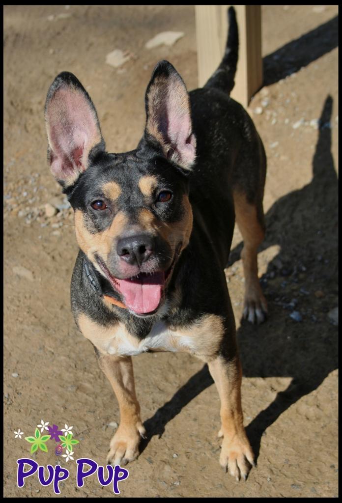 Enlarge Pup Pup, a ADOPTABLE Mixed Breed in Shippenville, PA image 4/6