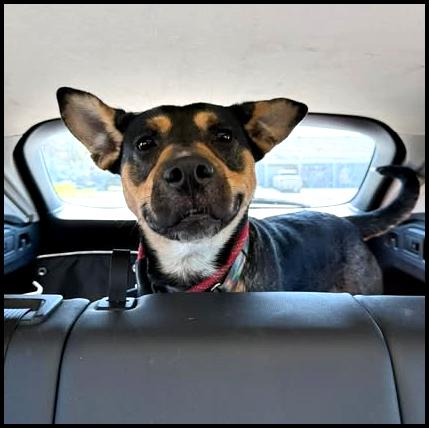 Enlarge Pup Pup, a ADOPTABLE Mixed Breed in Shippenville, PA image 6/6