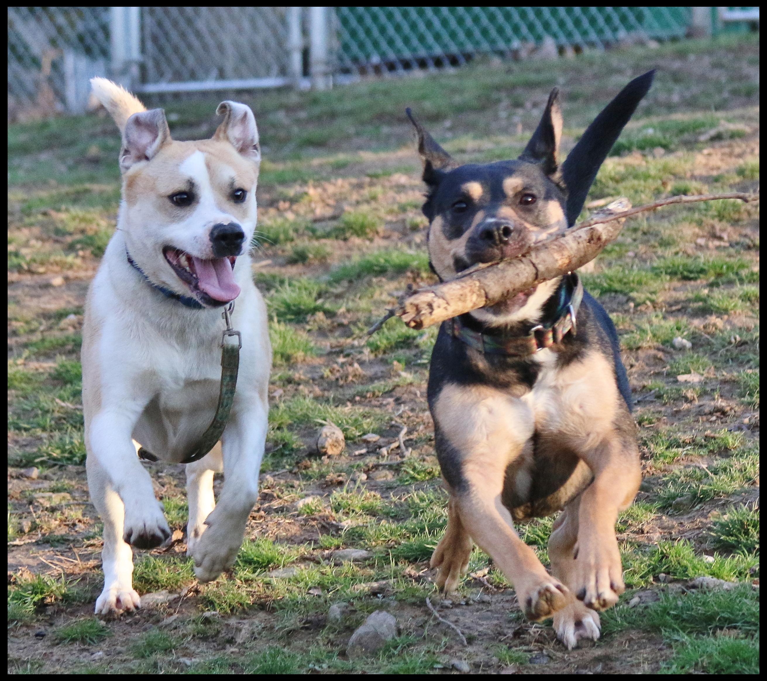 Enlarge Pup Pup, a ADOPTABLE Mixed Breed in Shippenville, PA image 3/6
