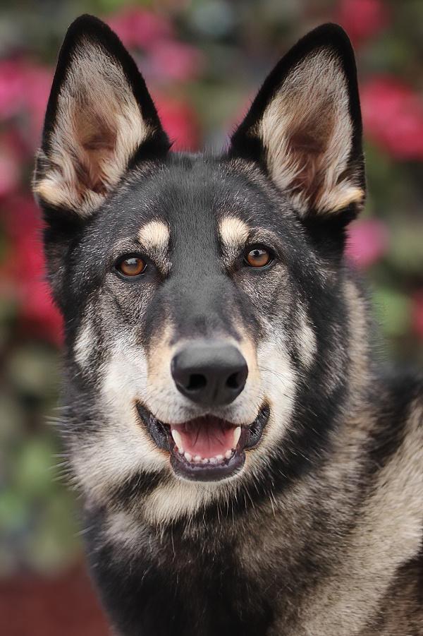 Gunner von Gusten", Adoptable, Young Male German Shepherd Dog & Husky.