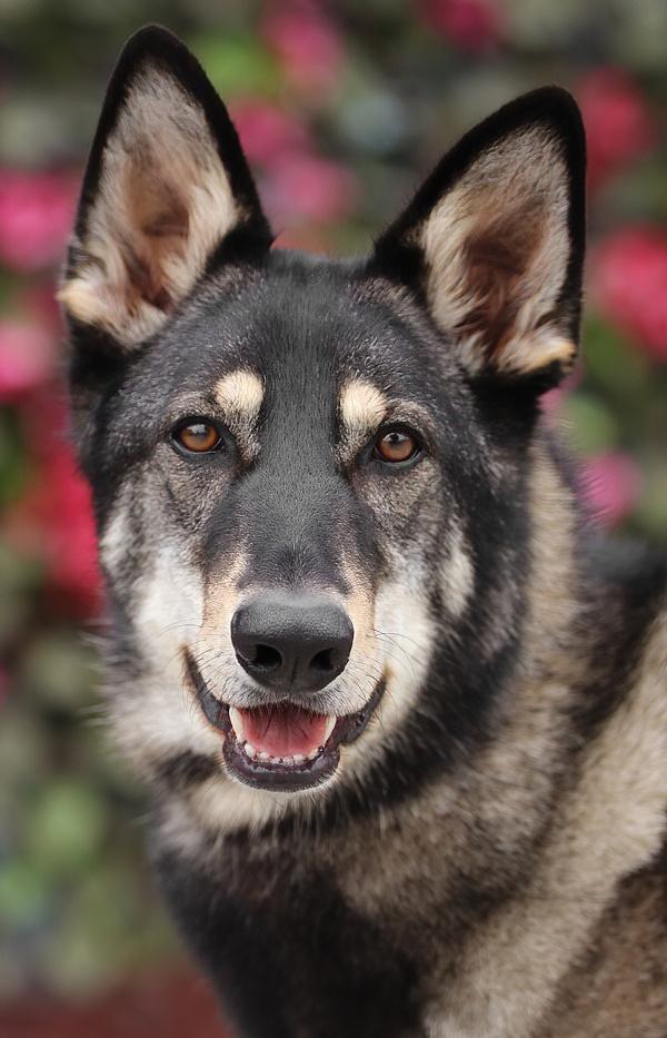 Gunner von Gusten", a Adoptable mixed breed in Los Angeles, CA image 2/6