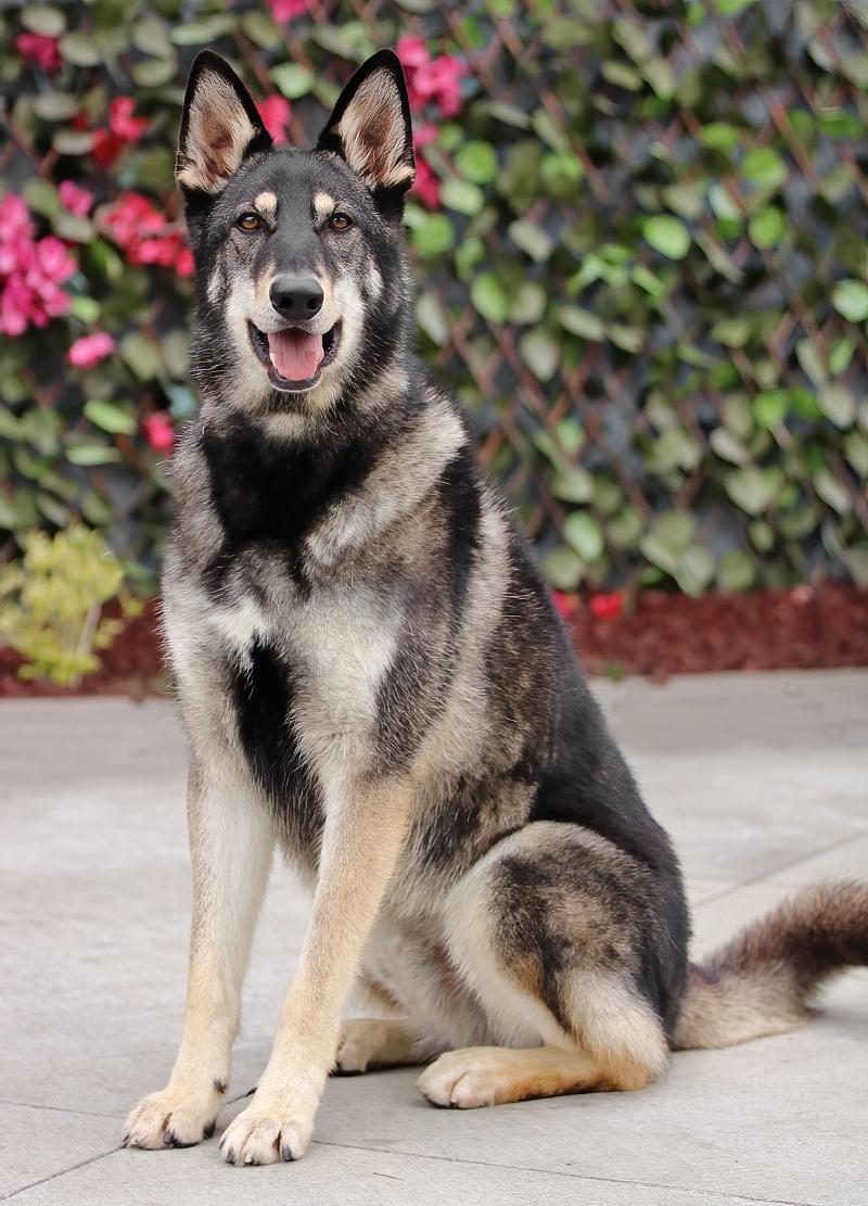 Gunner von Gusten", a Adoptable mixed breed in Los Angeles, CA image 3/6