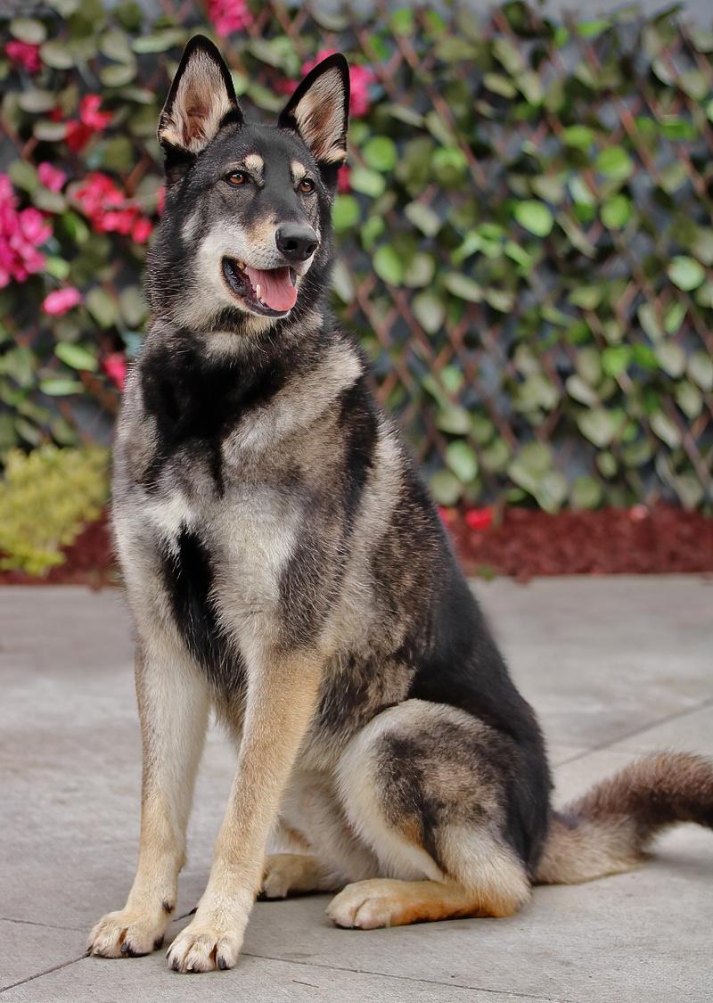 Gunner von Gusten", a Adoptable mixed breed in Los Angeles, CA image 5/6