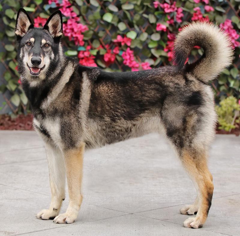 Gunner von Gusten", a Adoptable mixed breed in Los Angeles, CA image 6/6