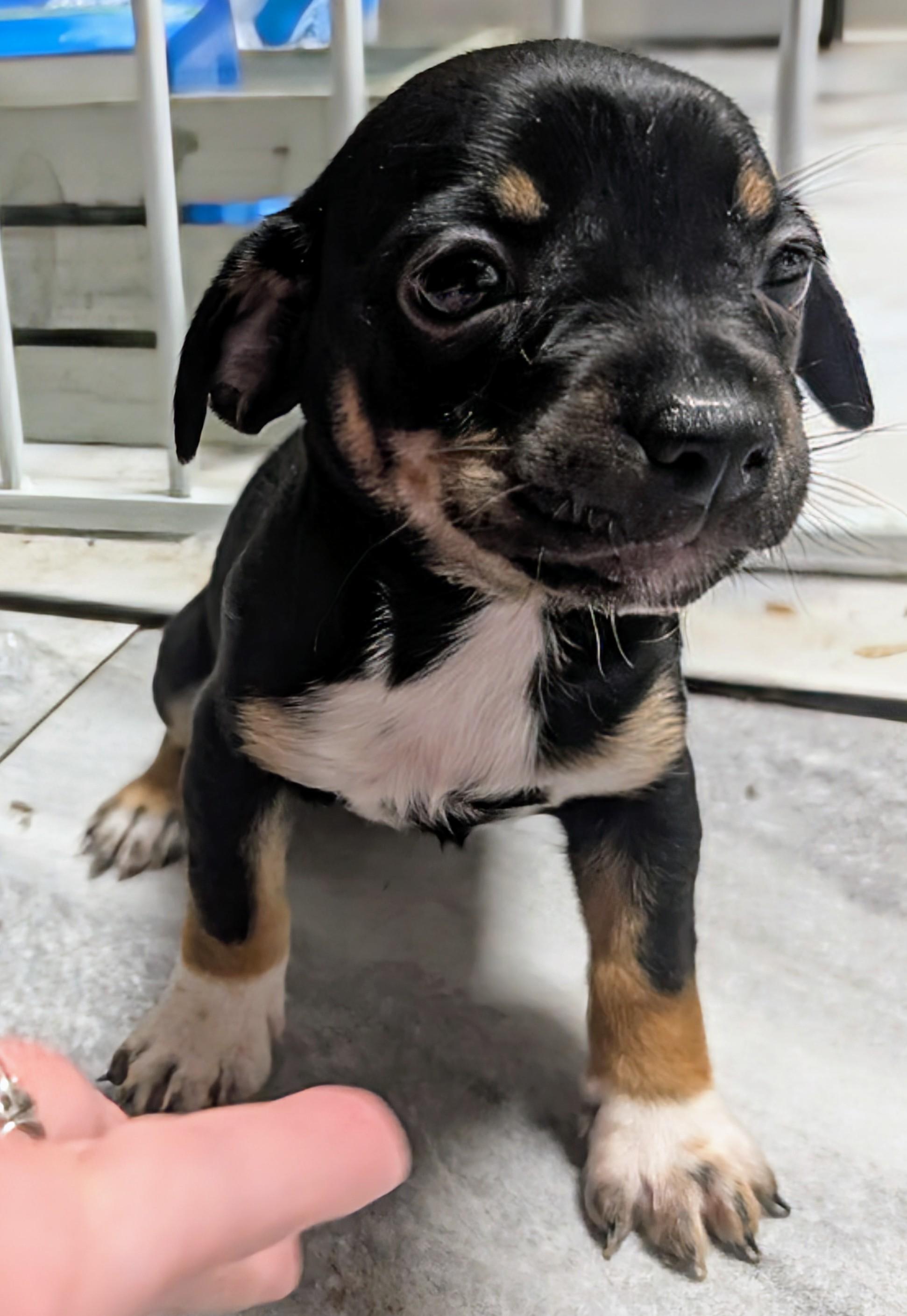 Cookie, an adoptable Chihuahua in Saint David, AZ, 85630 | Photo Image 2