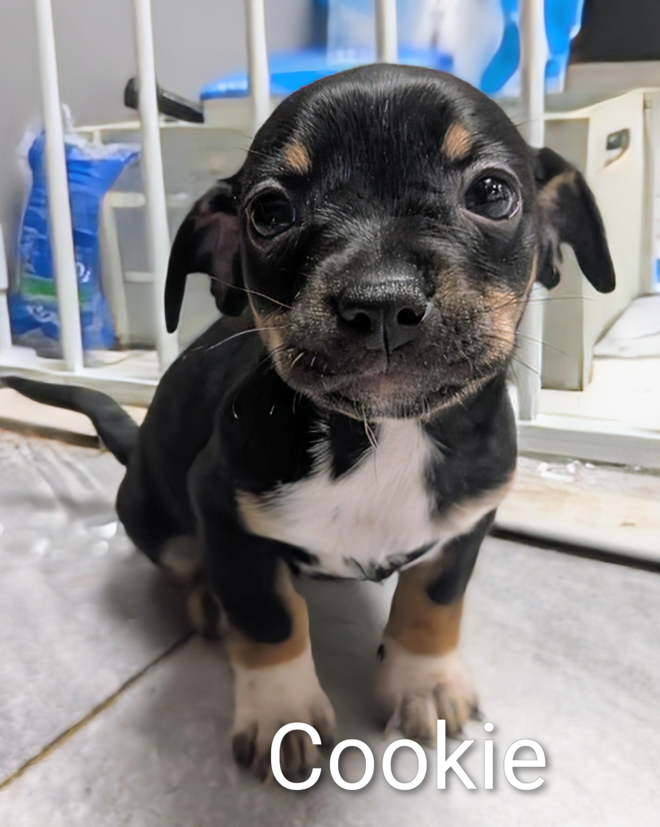 Cookie, an adoptable Chihuahua in Saint David, AZ, 85630 | Photo Image 1