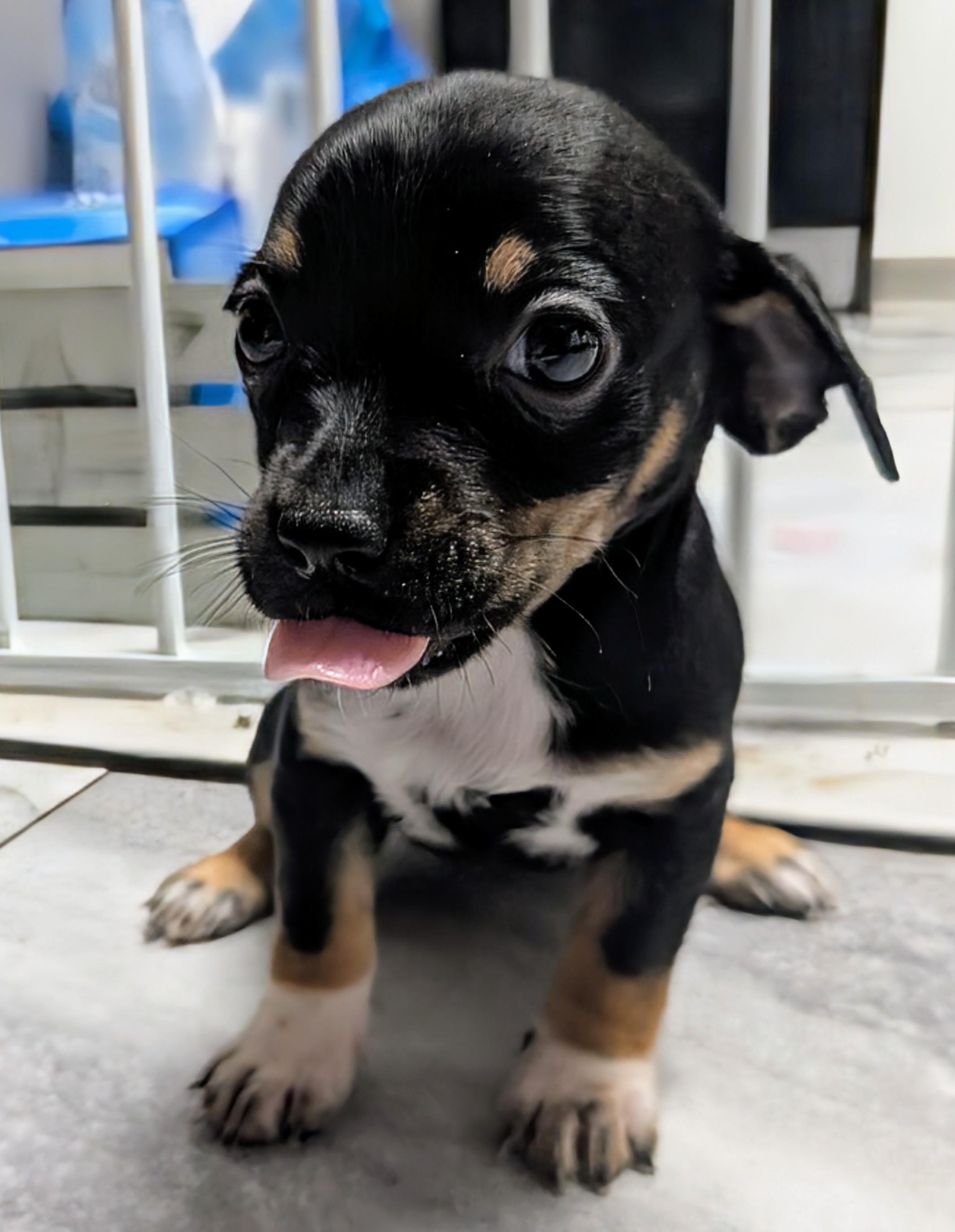 Cookie, an adoptable Chihuahua in Saint David, AZ, 85630 | Photo Image 3