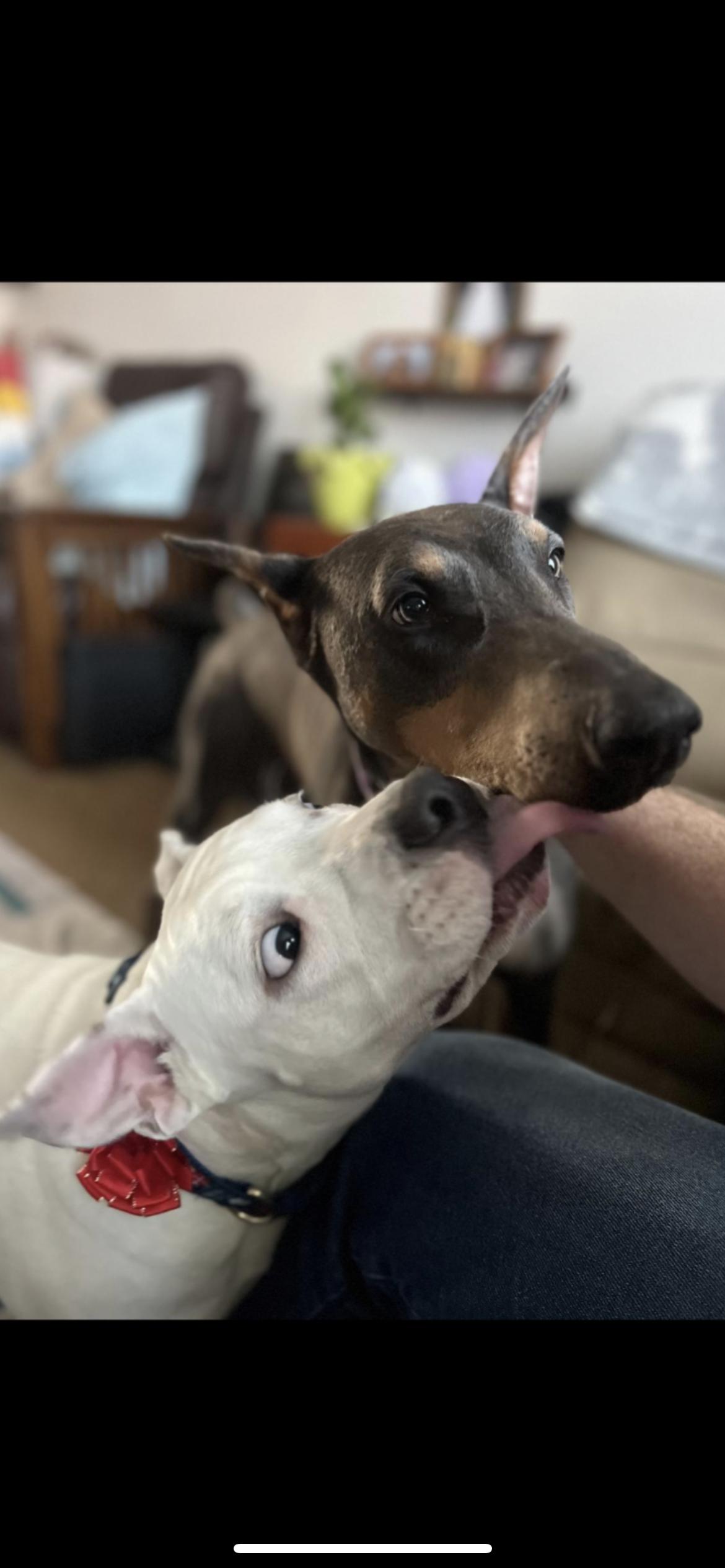 Enlarge WINNIE, a ADOPTABLE mixed breed in Branford, CT image 3/6