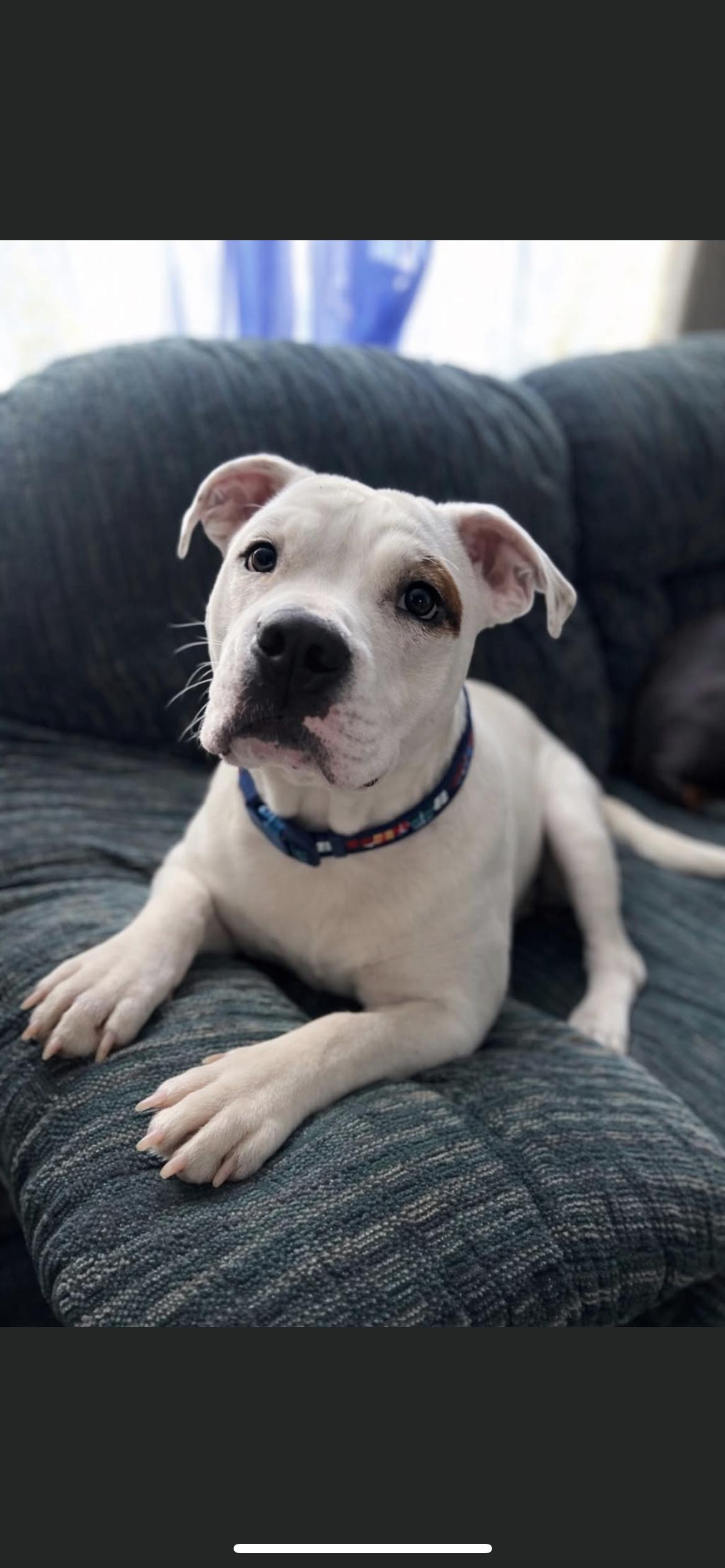 Enlarge WINNIE, a ADOPTABLE mixed breed in Branford, CT image 1/6