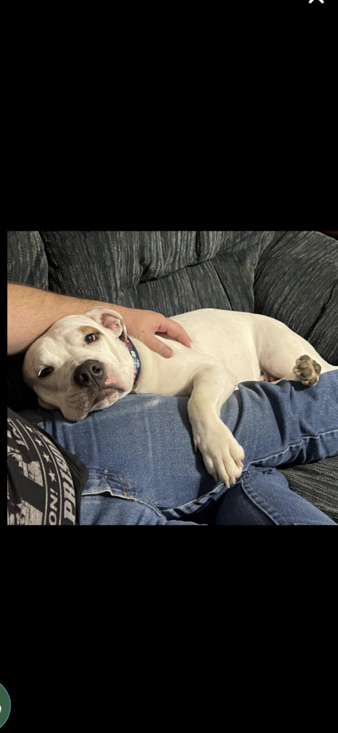 Enlarge WINNIE, a ADOPTABLE mixed breed in Branford, CT image 4/6