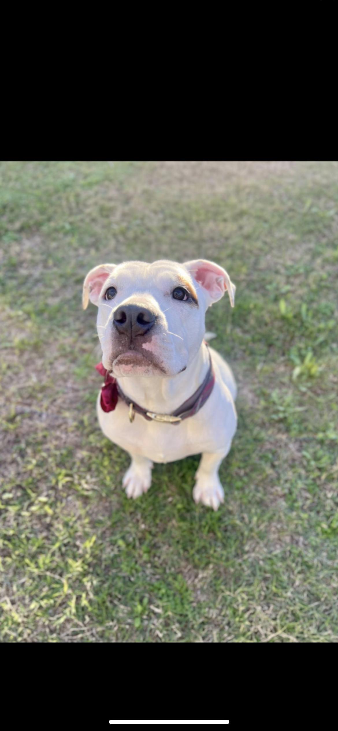 Enlarge WINNIE, a ADOPTABLE mixed breed in Branford, CT image 6/6